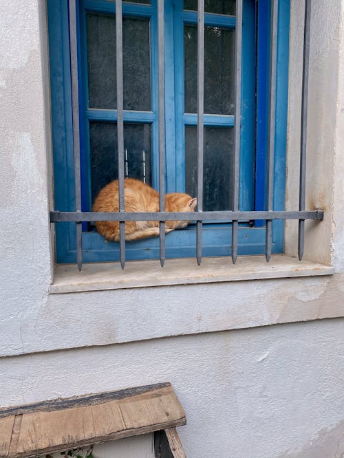 Ginger Cat Sitting on Windowsill behind Bars