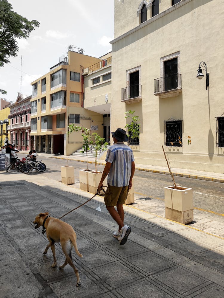 Back View Of Man Walking Dog In Town