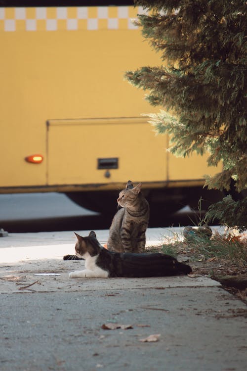 Kittens on Sidewalk under Tree