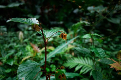Foto profissional grátis de ecológico, floresta, folhas