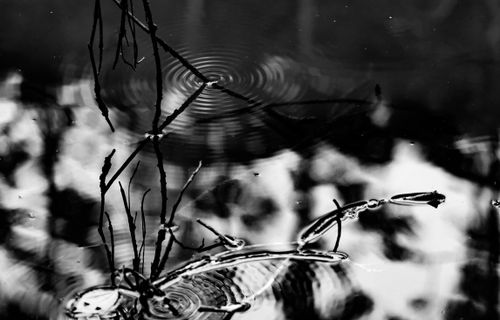 Free Black and white reflection of branches in calm water, capturing nature's tranquility. Stock Photo