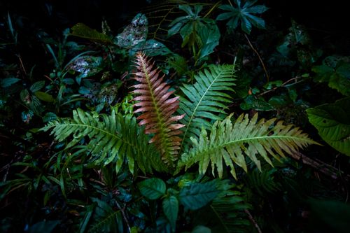 Free Captivating view of lush ferns in the dark, dense forest of Blumenau, Brazil. Stock Photo