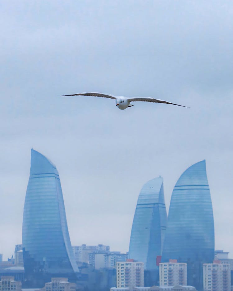 Seagull Fly Among Business Centre In Baku 