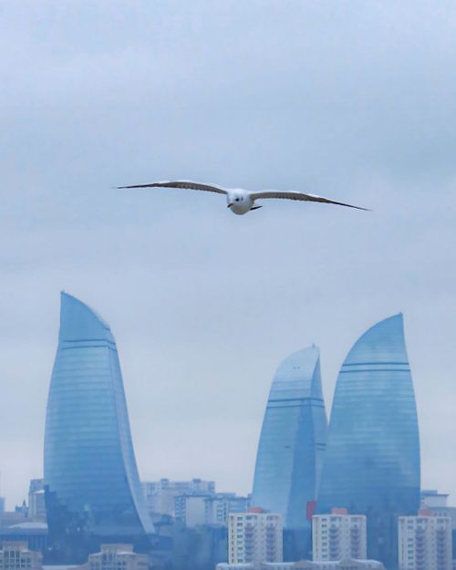Free Seagull flying over Baku with the Flame Towers in the background, blending nature and architecture. Stock Photo