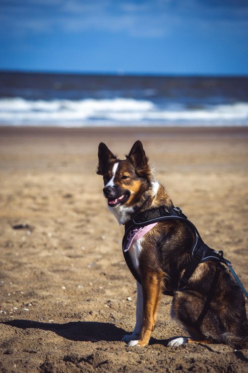 Free A cheerful dog wearing a harness sits on a sandy beach with the sea in the background. Stock Photo