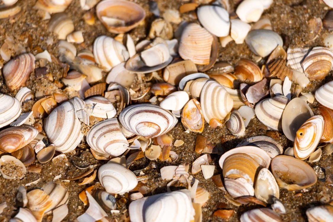Plain Shell Shells on a Beach · Free Stock Photo
