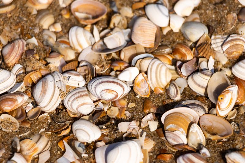 A Close-Up Shot of Seashells at a Beach · Free Stock Photo