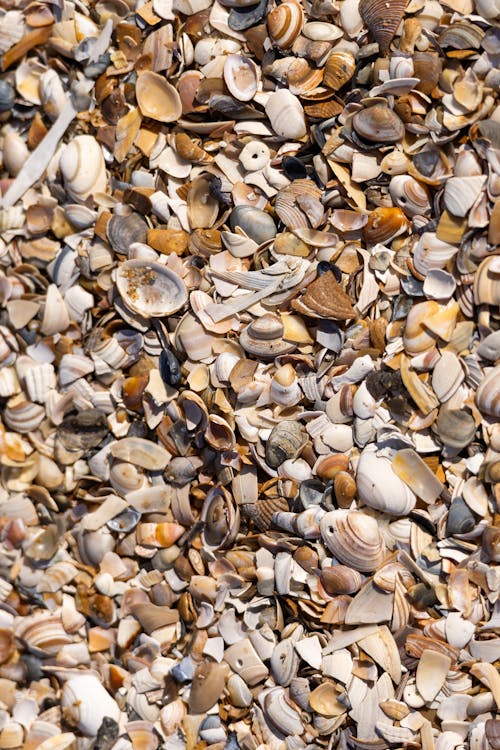 Foto profissional grátis de aquático, beira-mar, conchas