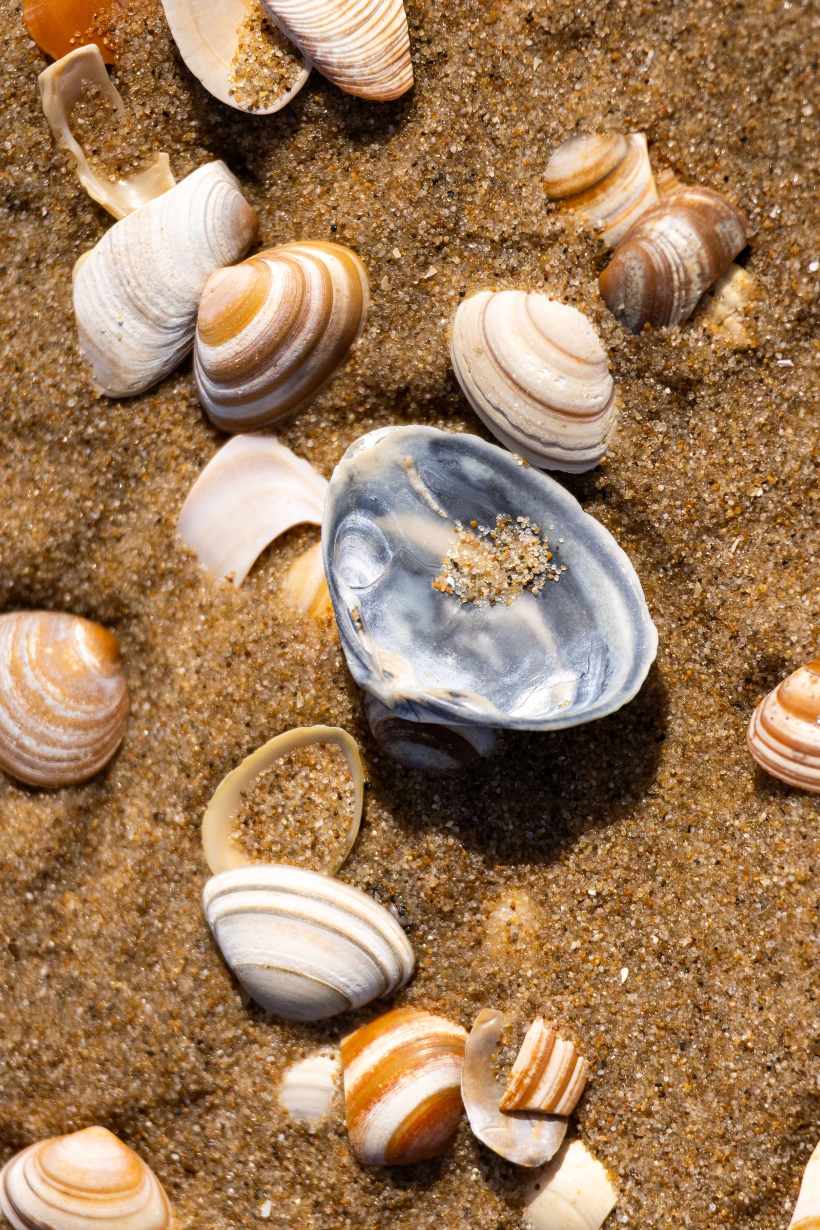 Simple Shells Beach Photography Shells on Beach Β· Free Stock Photo