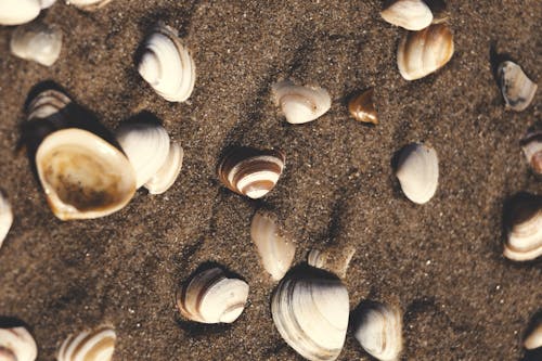 Close-up of Seashells Lying in Sand on the Beach 