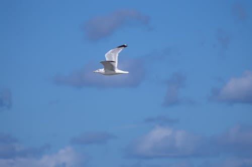 Seagull Flying in the Sky