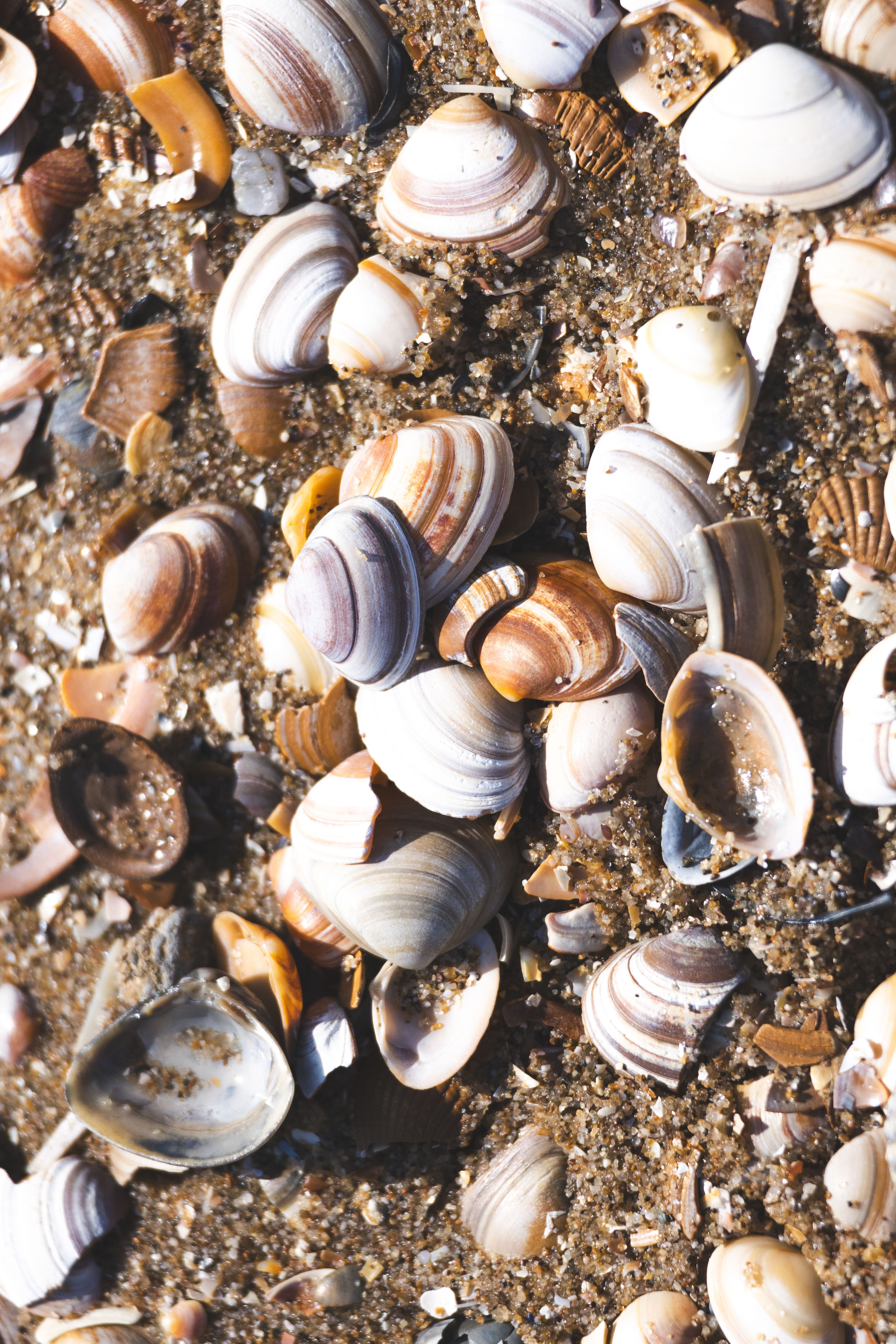 Shell Square Colorful Stones and Shells on a Beach · Free Stock Photo