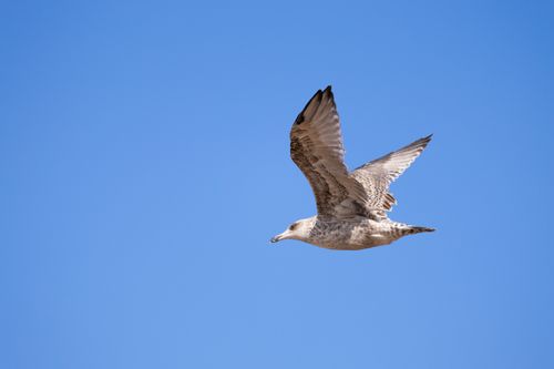 Free A seagull gracefully soars in a clear blue sky, showcasing serene nature. Stock Photo