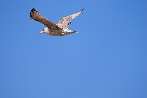 Бесплатное стоковое фото с голубое небо, дикая природа, животное