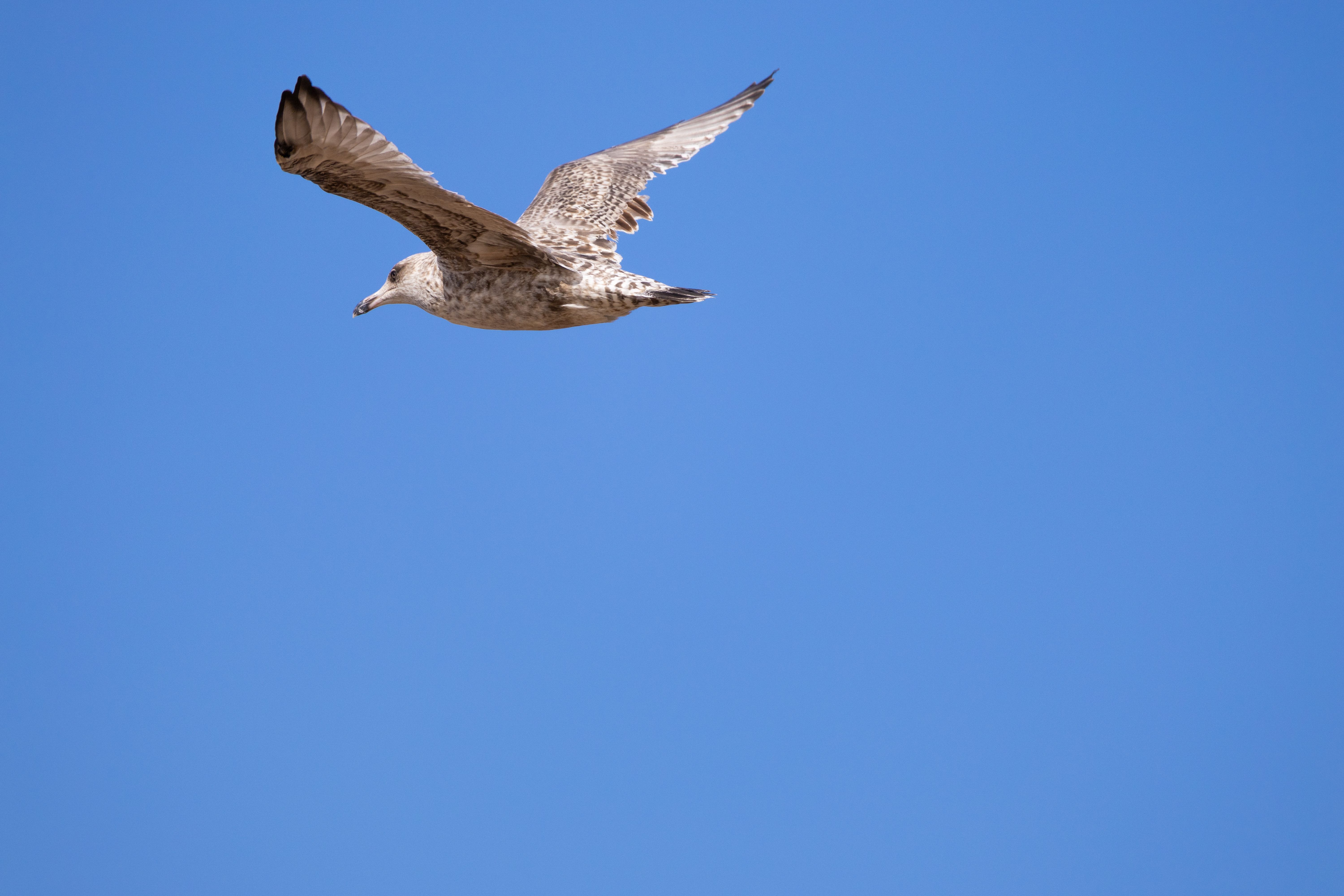 Map fly photos download the best free map fly stock photos hd images