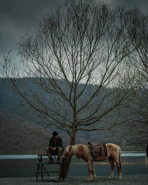 Бесплатное стоковое фото с вертикальный выстрел, лес, лошадь