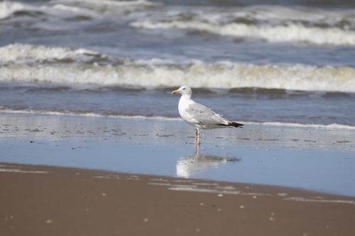Free A seagull standing on the sandy beach near the ocean waves, reflecting in the water. Stock Photo