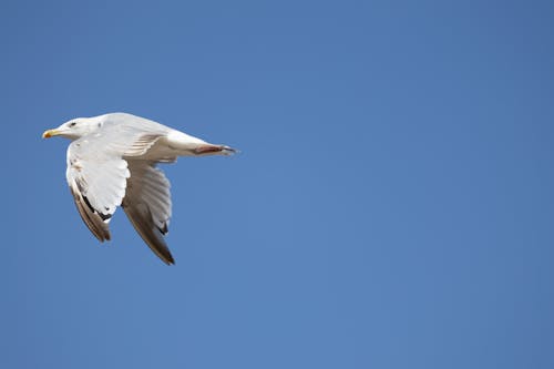 A Seagull Flying against a Blue Sky 