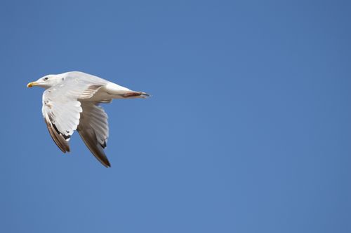 Free A seagull gracefully soars against a vibrant blue sky, capturing freedom in nature. Stock Photo