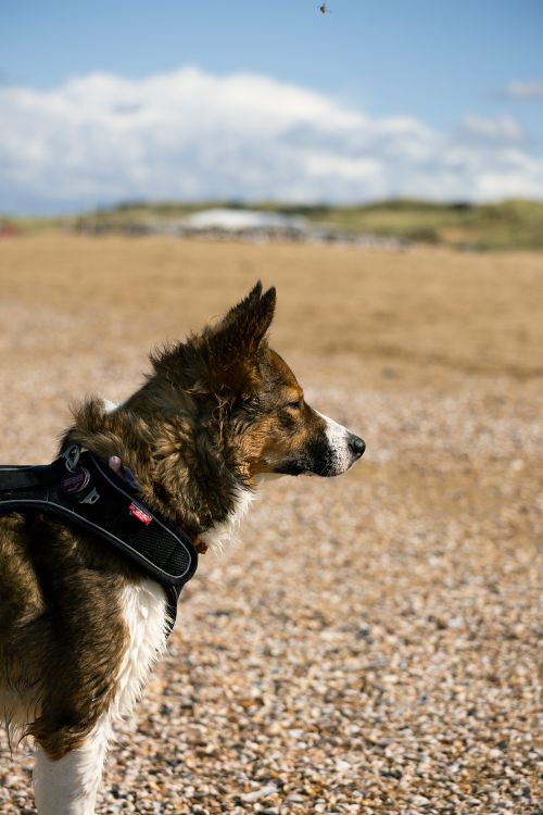 Free Adorable dog with a harness enjoying a walk on the beach in Den Haag, Netherlands. Stock Photo