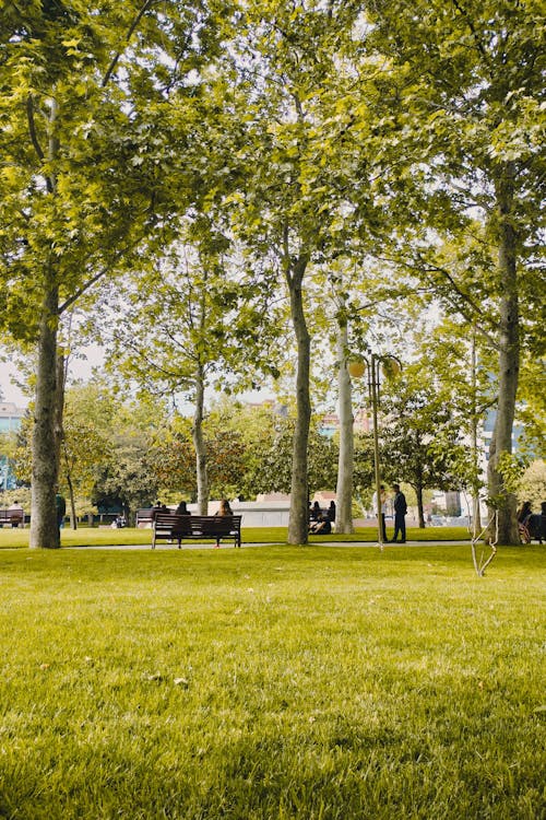 People in a Park in Summer 