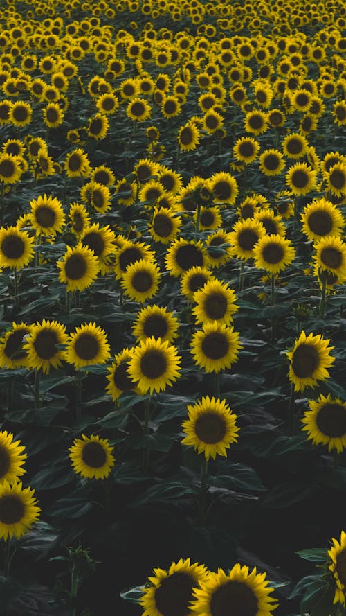 View of a Sunflower Field 