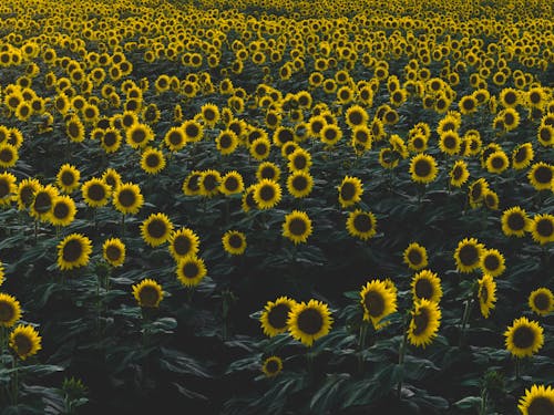 Foto stok gratis bersemangat, bidang, bunga matahari