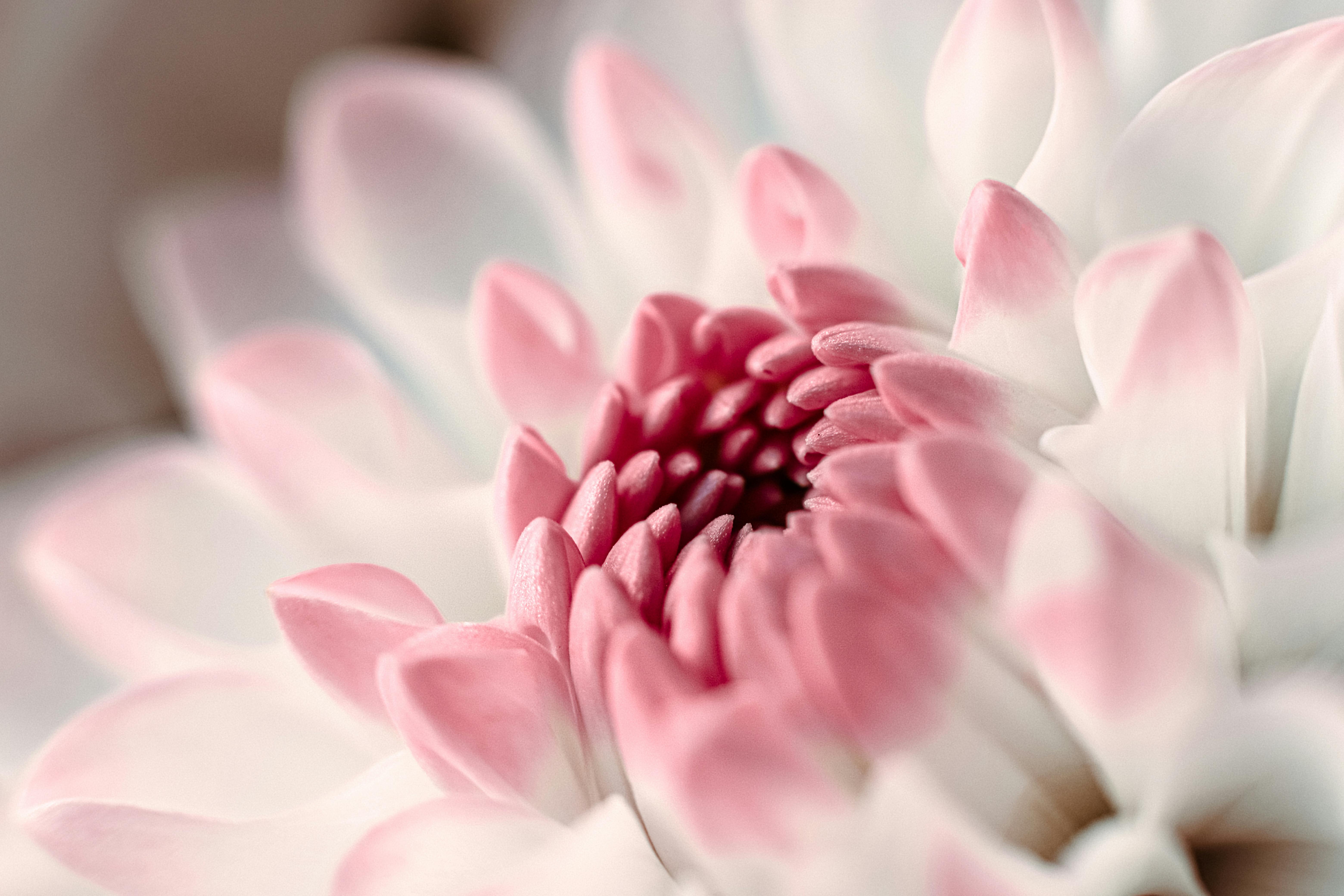 Delicate close-up of a blooming pink and white dahlia flower in soft pastel tones.