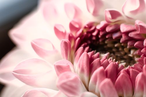 Free Beautiful close-up of pink chrysanthemum with layers of petals in soft focus. Stock Photo