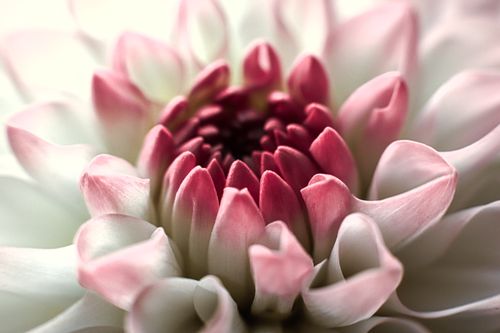 Free A close-up view of a blooming dahlia flower showcasing its vibrant pink and white petals. Stock Photo