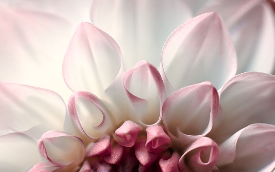 Detailed macro shot of a pink and white dahlia bloom showcasing delicate petals.