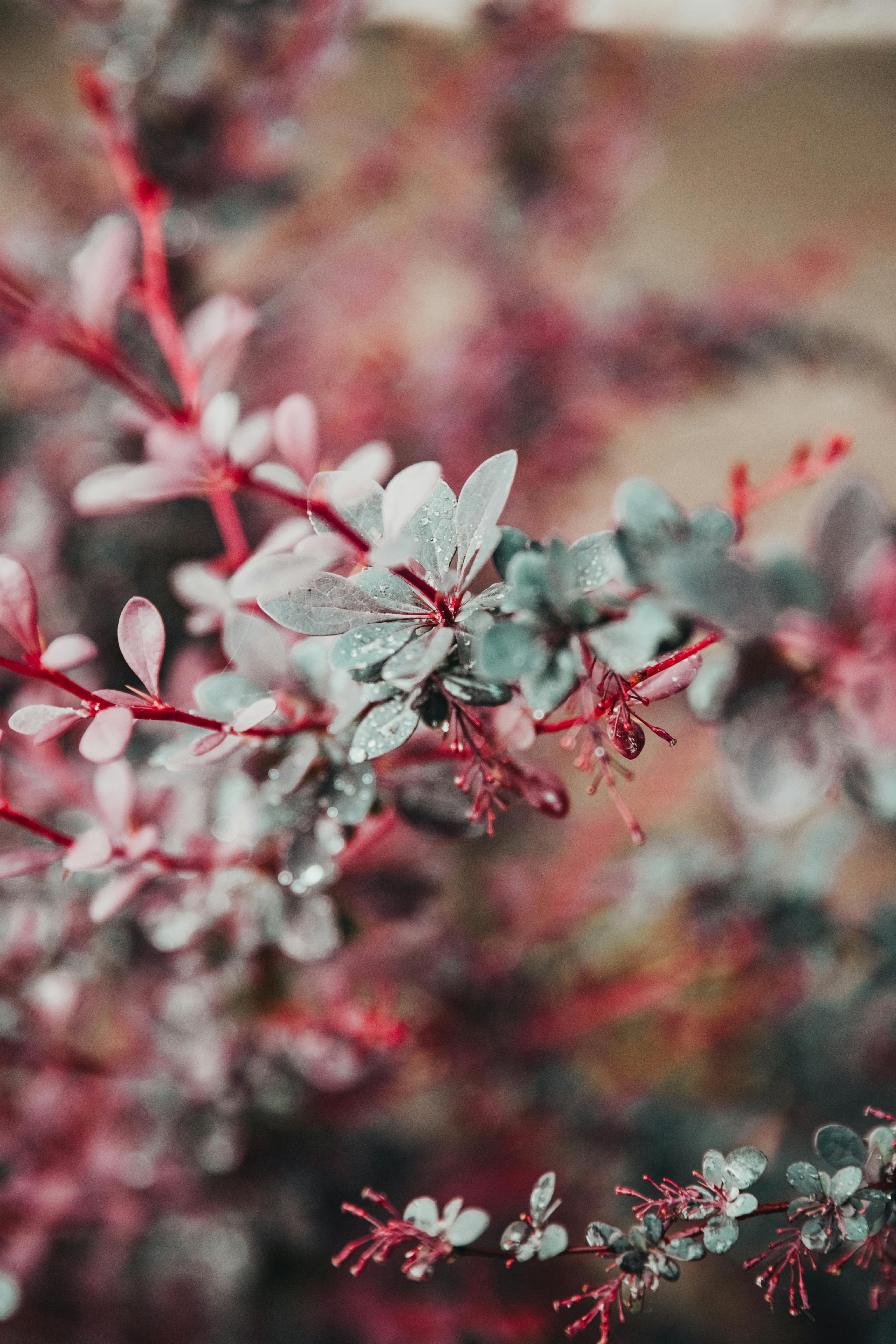 a close up of a plant with red leaves