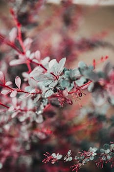 Close-up of vibrant red and green leaves with dewdrops, capturing summer's essence.