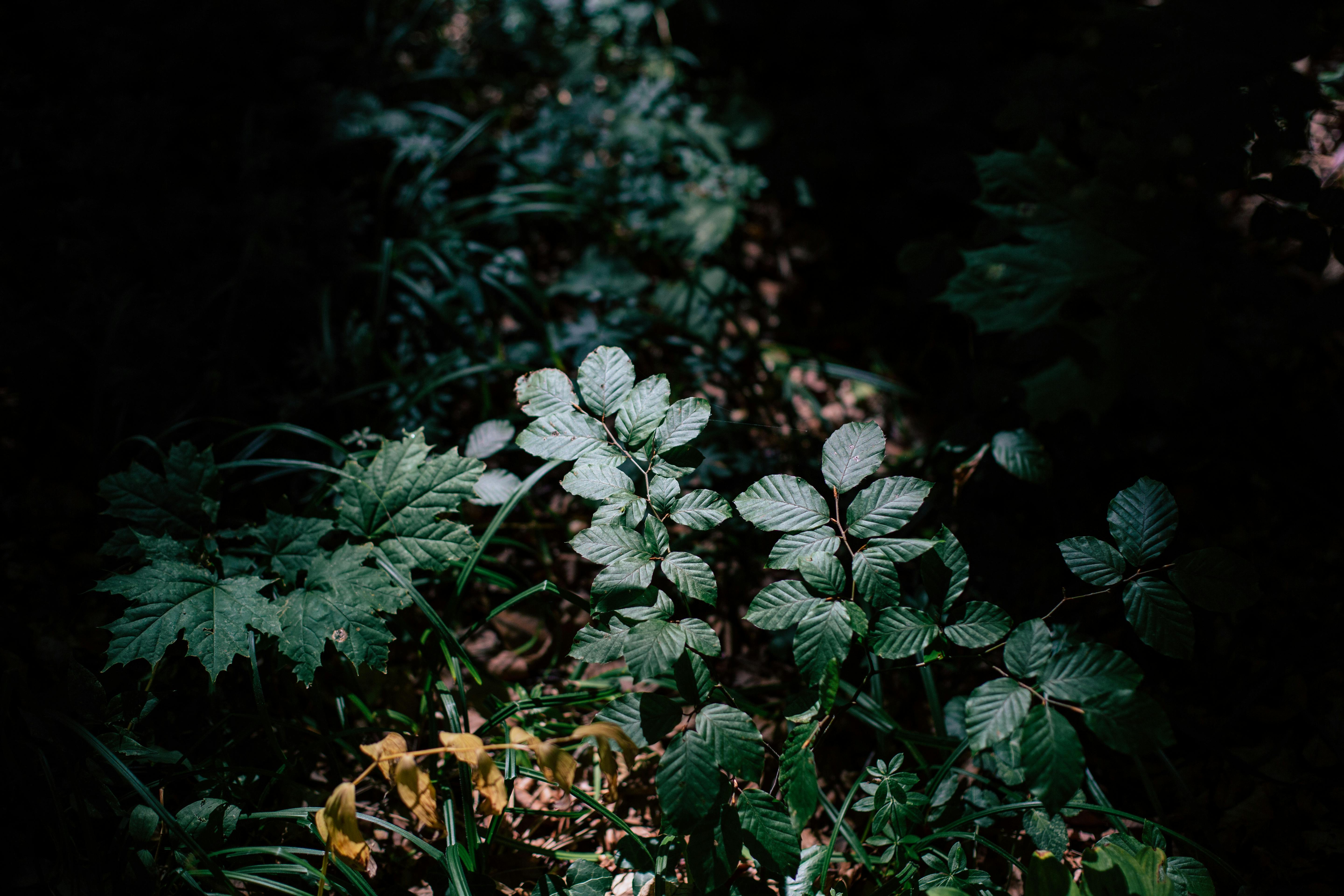 forest bushes under the sun