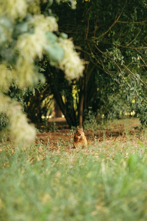 Free A solitary squirrel in a lush green forest, surrounded by trees and grass. Stock Photo