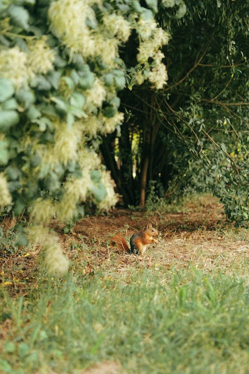 Photos gratuites de arbuste, écureuil, jardin