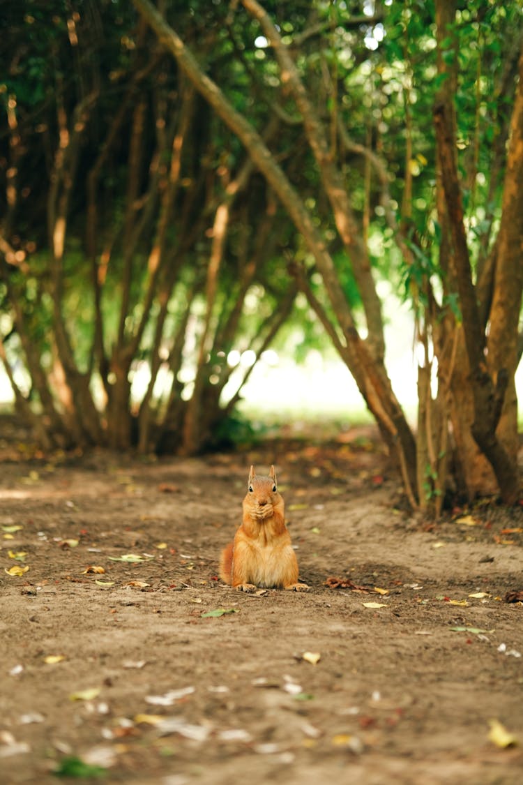 Cute Squirrel Standing On The Ground