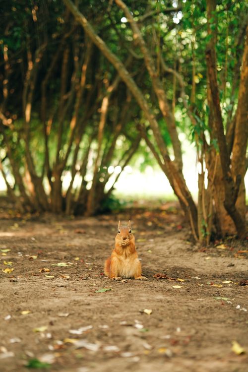 Free Adorable squirrel standing alert in a sunlit forest clearing, surrounded by lush greenery. Stock Photo