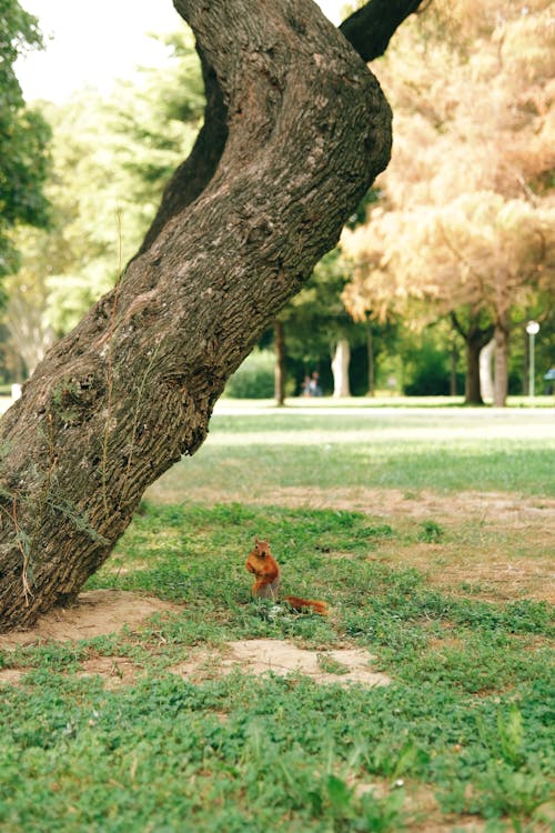 Fotos de stock gratuitas de árbol, ardilla, césped