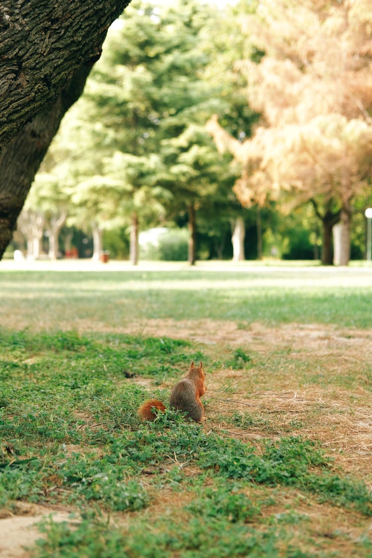 Squirrel Standing In The Park