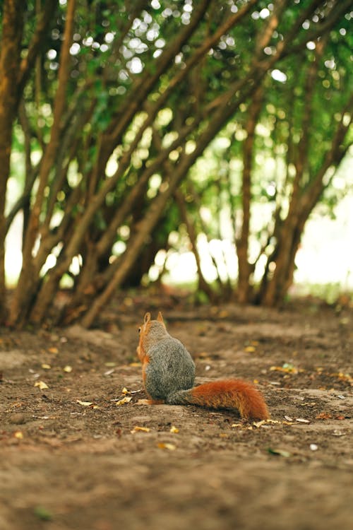 A Squirrel Sitting on the Ground in the Forest 