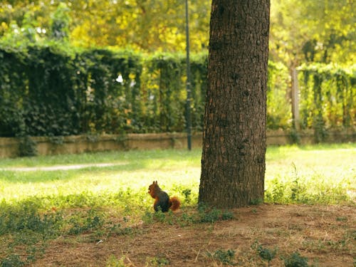 Photos gratuites de arbre, debout, écureuil
