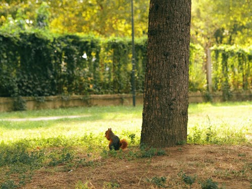 Squirrel Standing next to a Tree