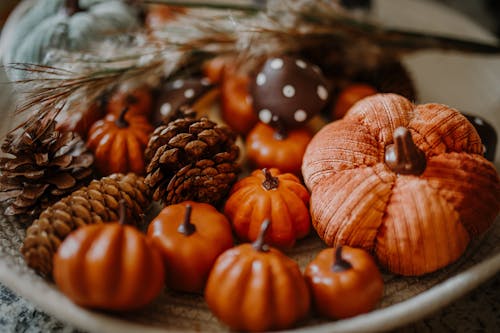 Бесплатное стоковое фото с декорации, конусы, осень