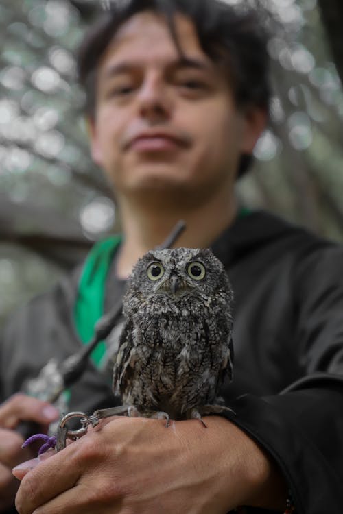 Owl on Hand of Man with Wand