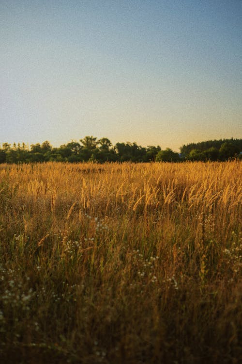 Gratis stockfoto met cornflakes, landelijk, landschap