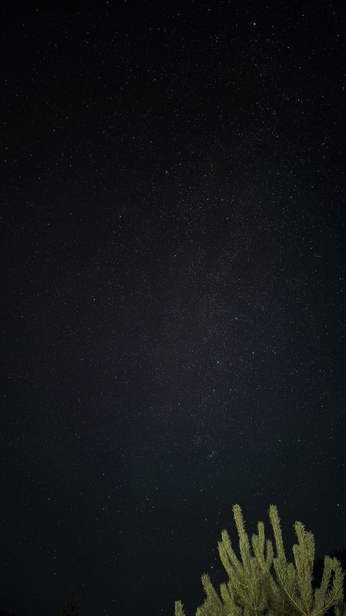 Free Captivating view of a starry sky over a pine tree in the Carpathians, Ukraine. Stock Photo