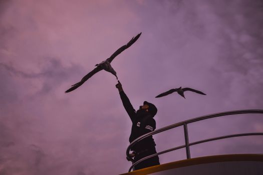 Man Feeding Flying Albatrosses