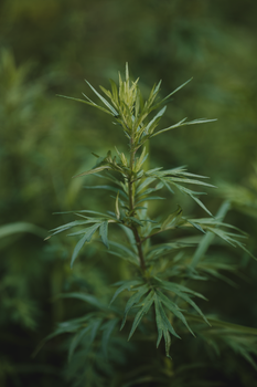 mugwort green herb leaves