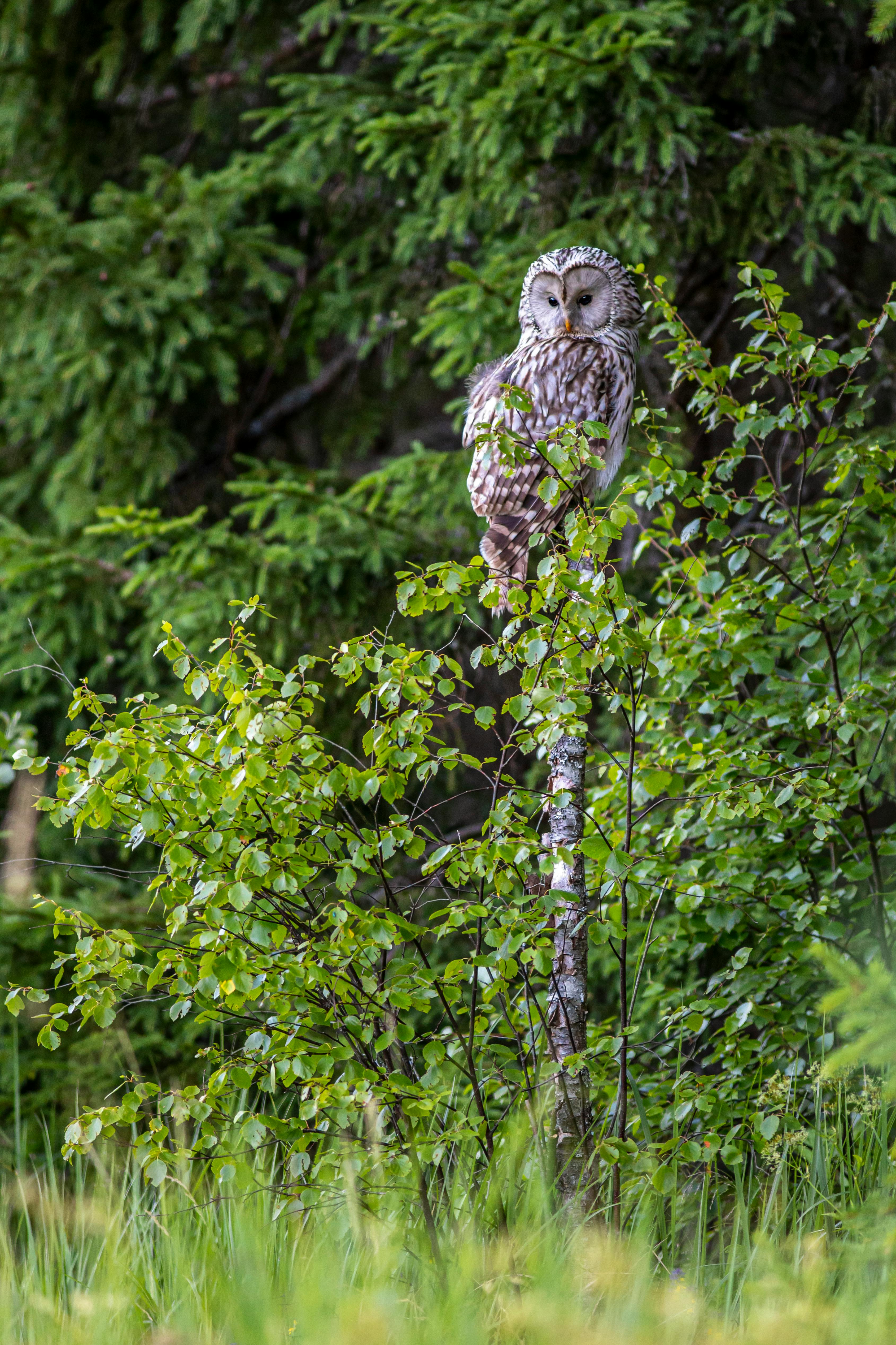 a barred owl perched on a tree branch